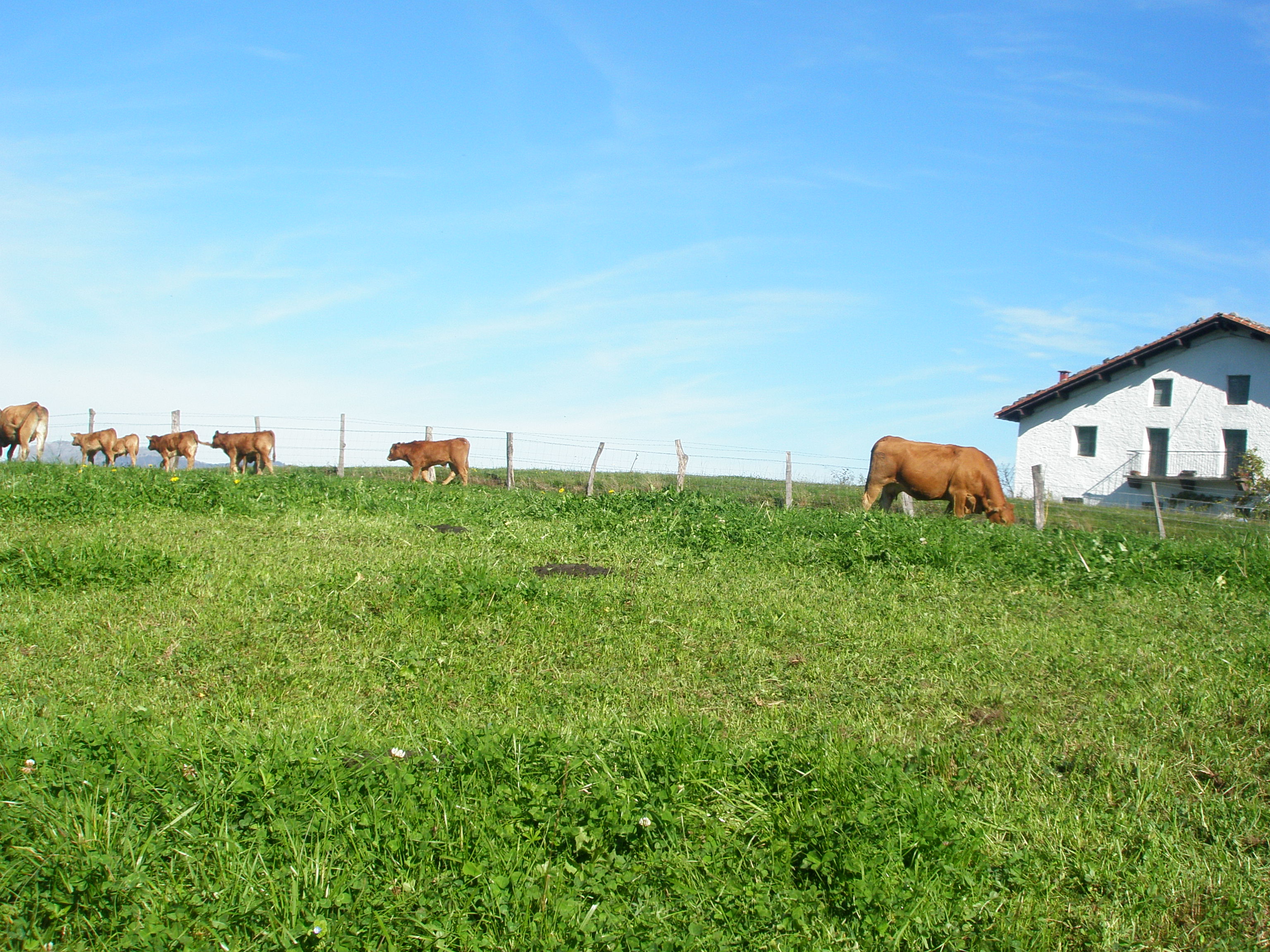 ENBA y EHNE informan al sector ganadero del acuerdo logrado para mejorar los precios al productor y anuncian que abandonan las movilizaciones previstas.