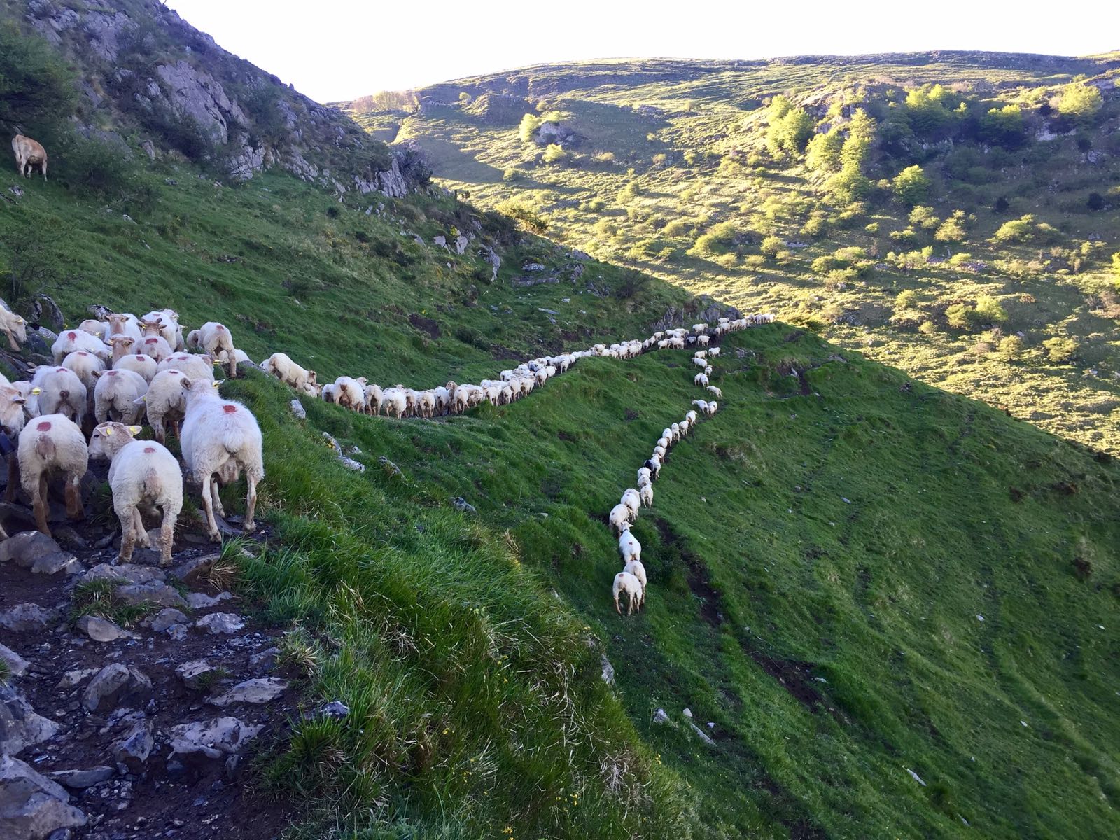 Ayudas extraordinarias UCRANIA para el sector agrario vasco.