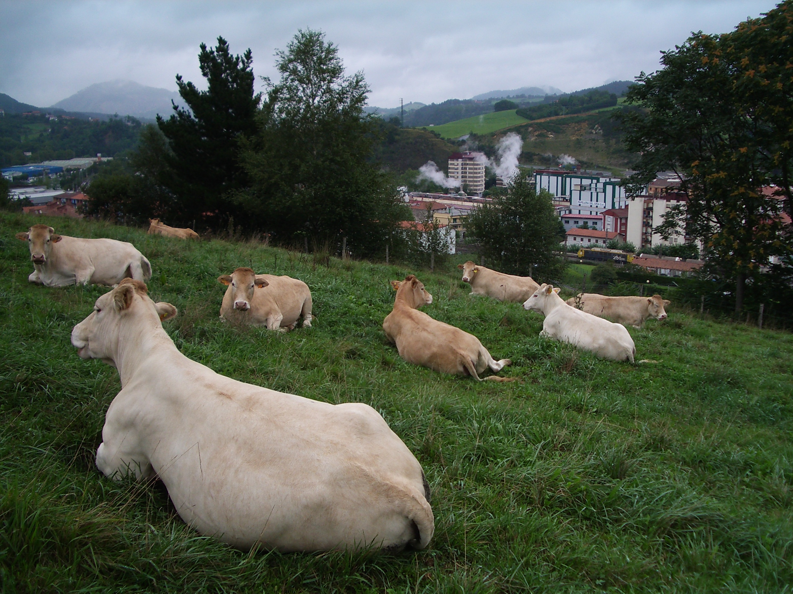 Ayudas extraordinarias UCRANIA para el sector agrario vasco.