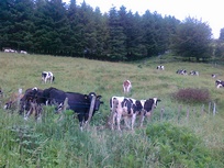 2010.07.19 001.kopia