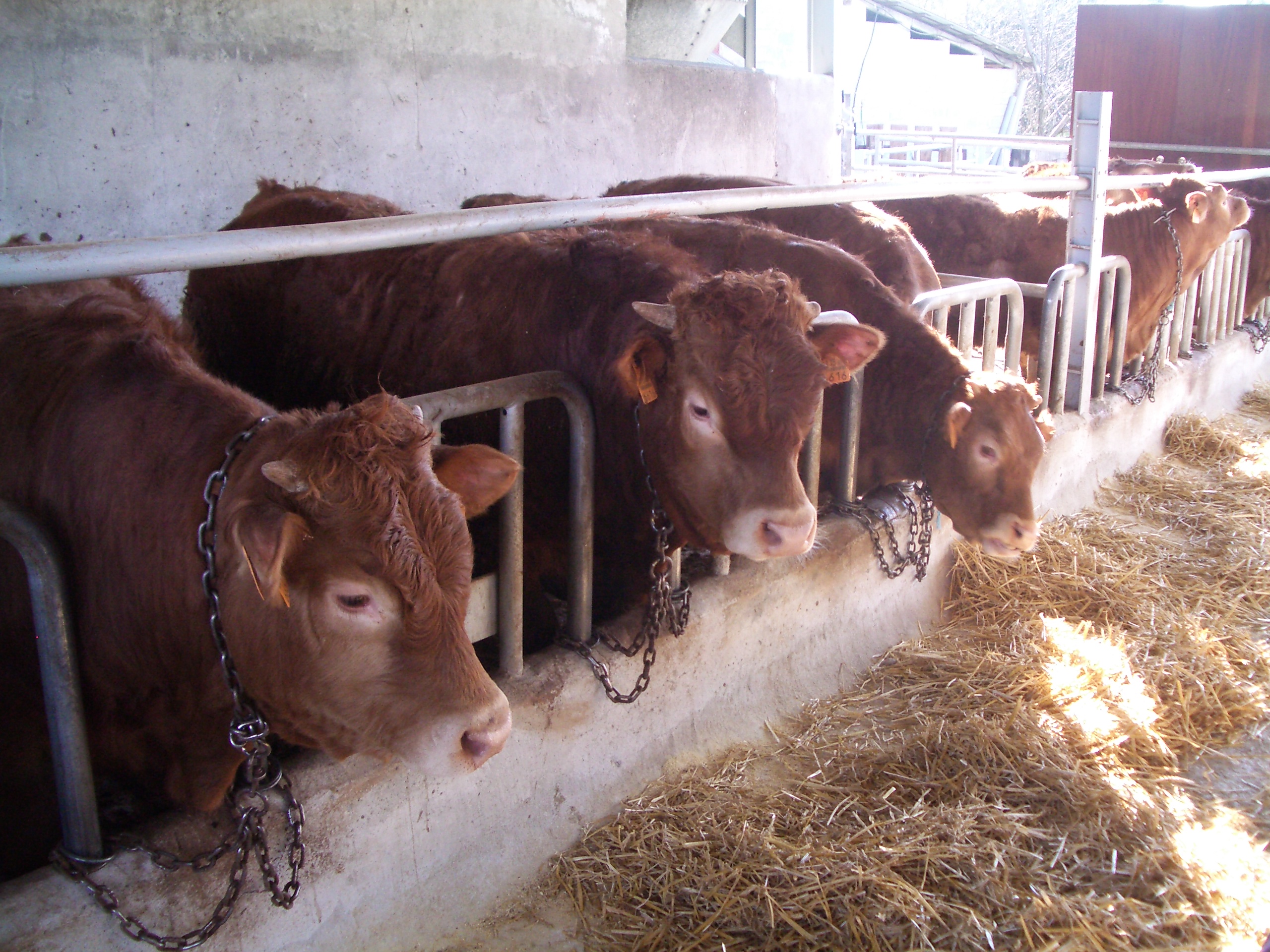 Los ganaderos vascos denuncian que la falta de rentabilidad de la carne Label provocará un desabastecimiento en los puntos de venta