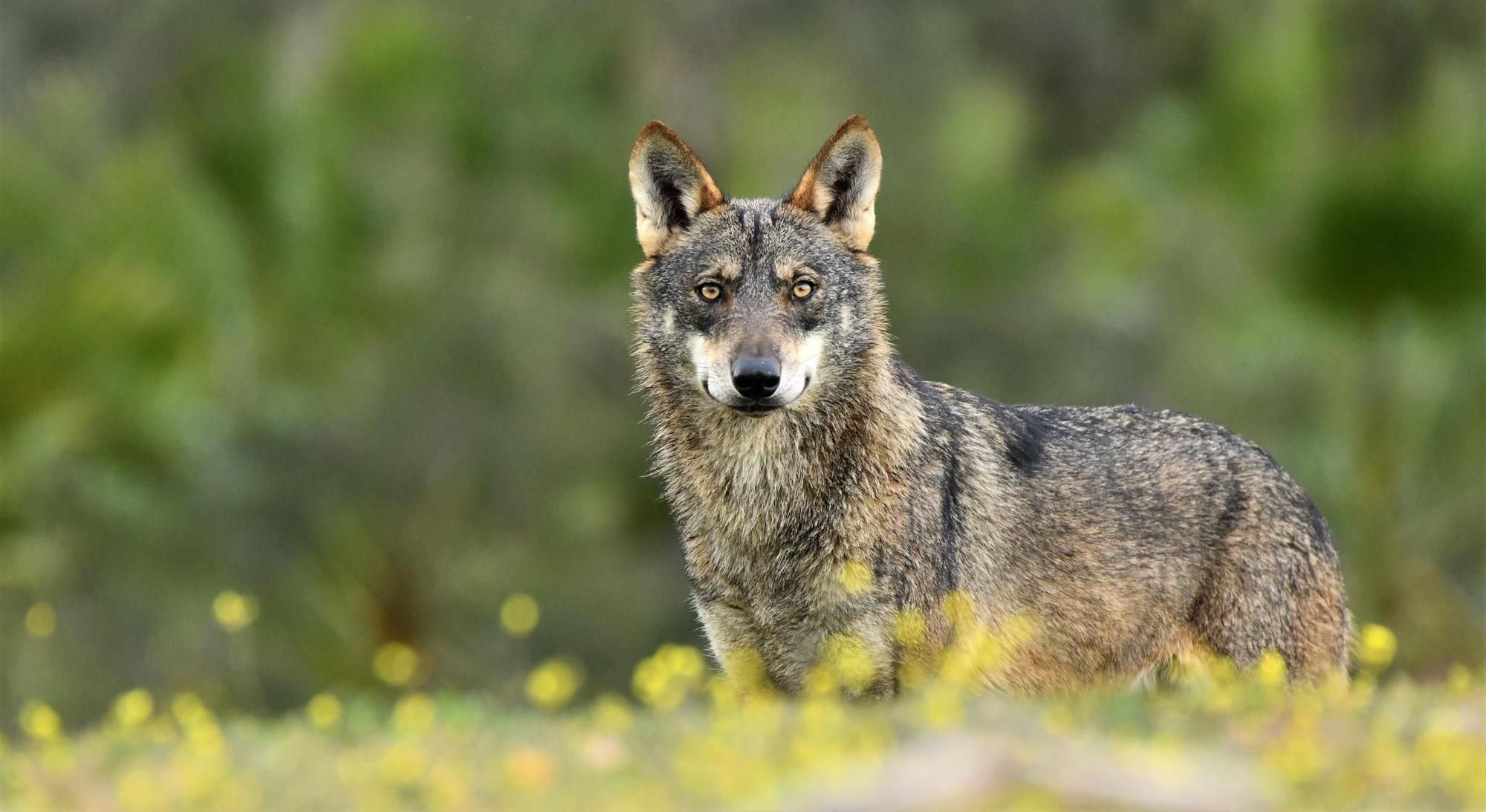 ENBA  aplaude el cambio de estatus del lobo en la UE y pide al gobierno central su trasposición urgente