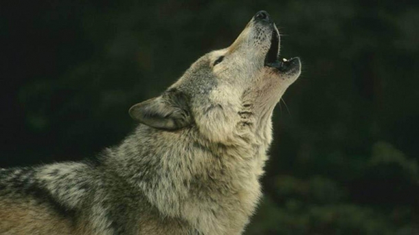 664475 lobo foto610x342