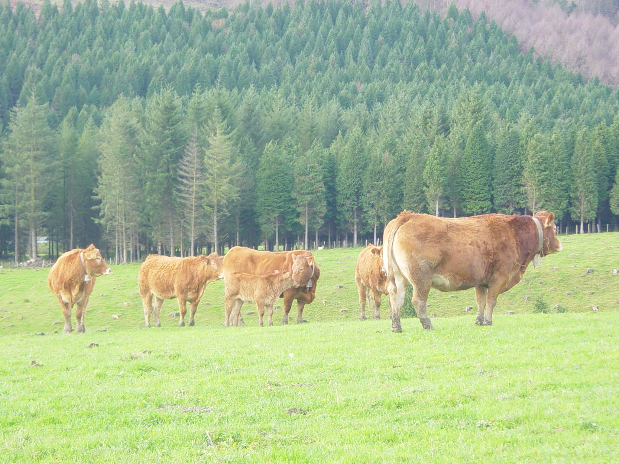 ENBA y EHNE informan al sector ganadero del acuerdo logrado para mejorar los precios al productor y anuncian que abandonan las movilizaciones previstas.