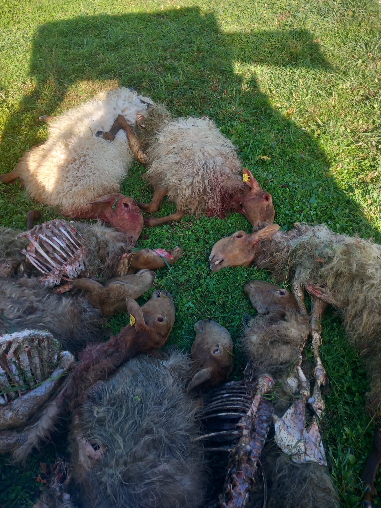 ENBA, junto con otros 8 sindicatos, piden a los diputados de sus comunidades autónomas que voten, el próximo martes, a favor de la Proposición de Ley relativa a la conservación del lobo 