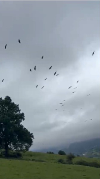 ENBA ha solicitado la paralización de los avistamientos de buitres en Karrantza