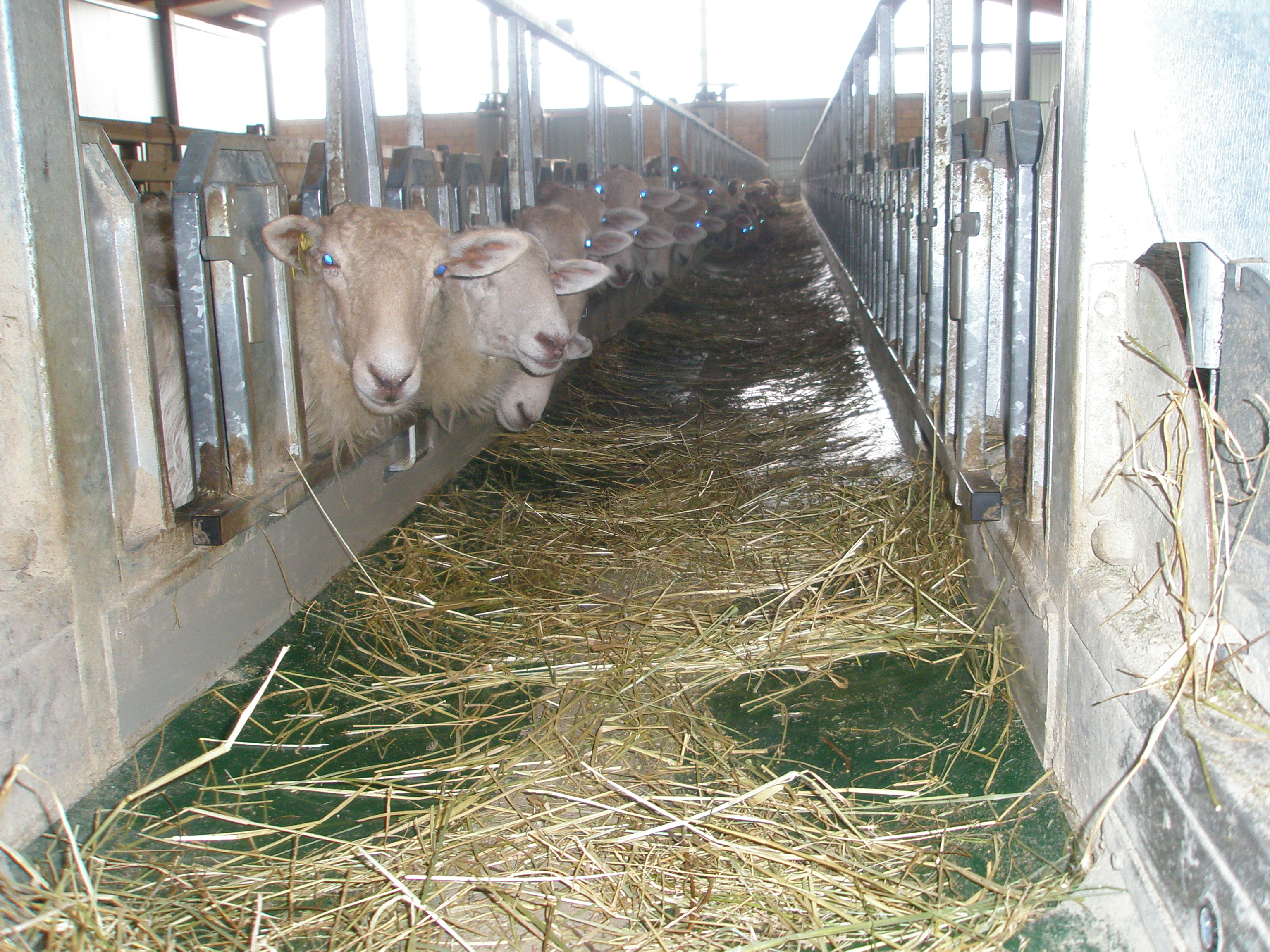 Los pastores reclaman un incremento del 10% en el precio de la leche y del cordero por el alza de los costes de producción