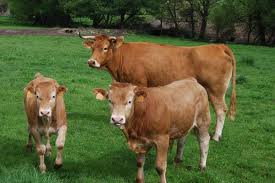 ENBA solicita al Gobierno Vasco que convoque la Mesa de la Carne para afrontar la delicada situación que viven los ganaderos