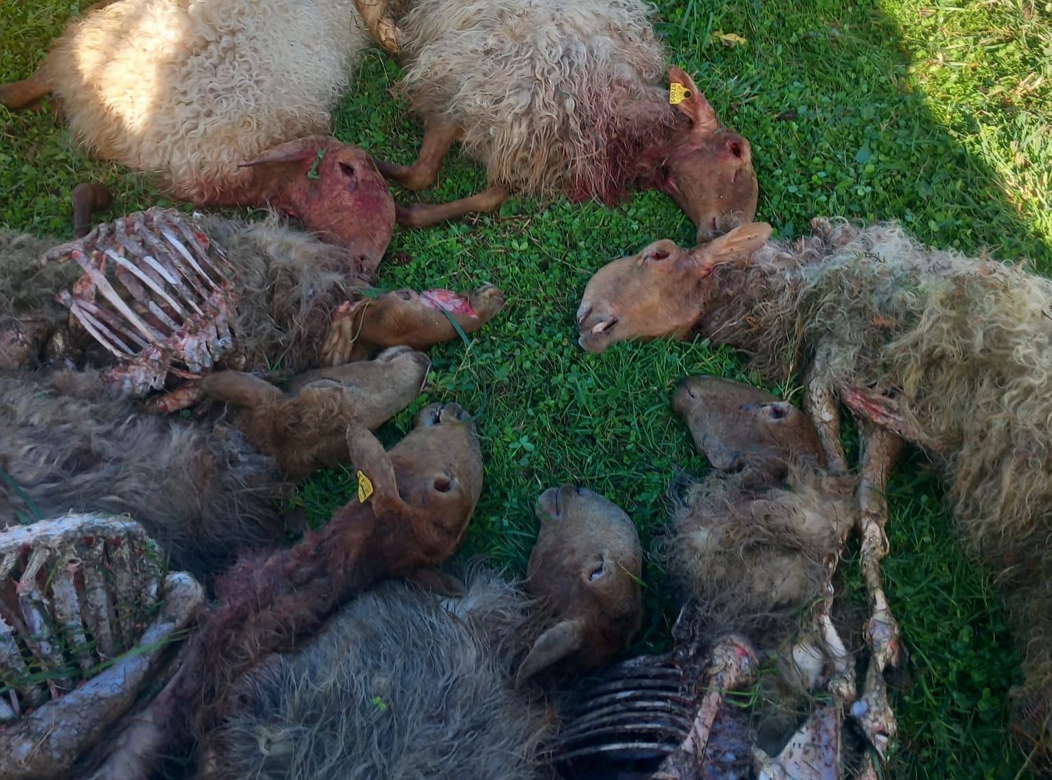 ENBA pide al Gobierno Vasco que suspenda la tramitación del plan de gestión del lobo y que reelabore el documento de arriba a abajo