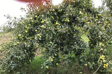 Convocatoria de ayudas 2018 para manzanos para sidra (Gipuzkoa)