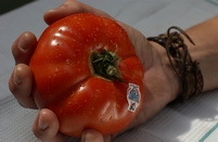 Duplican el pago complementario de la PAC a jóvenes