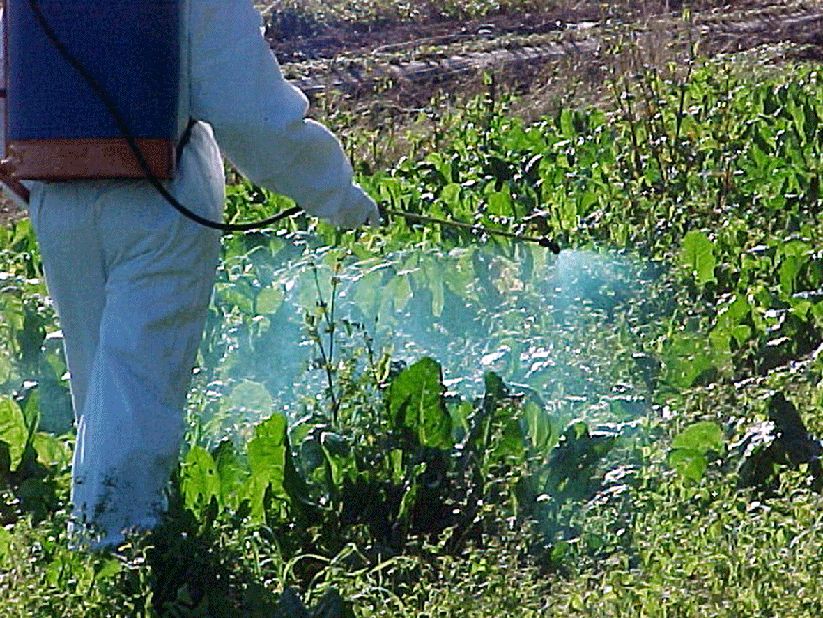 Biozidak aplikatzeko karnetak 2020ko uztailean iraungiko dira. Nola berritu jakin nahi duzu?