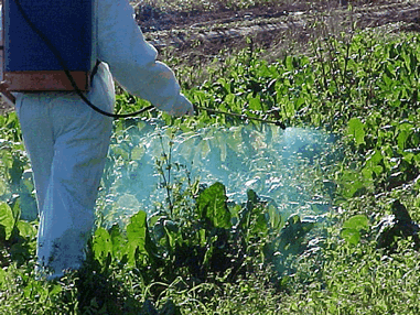 ¿Cómo renovar el carné de aplicador de biocidas que caduca en Julio del 2020?