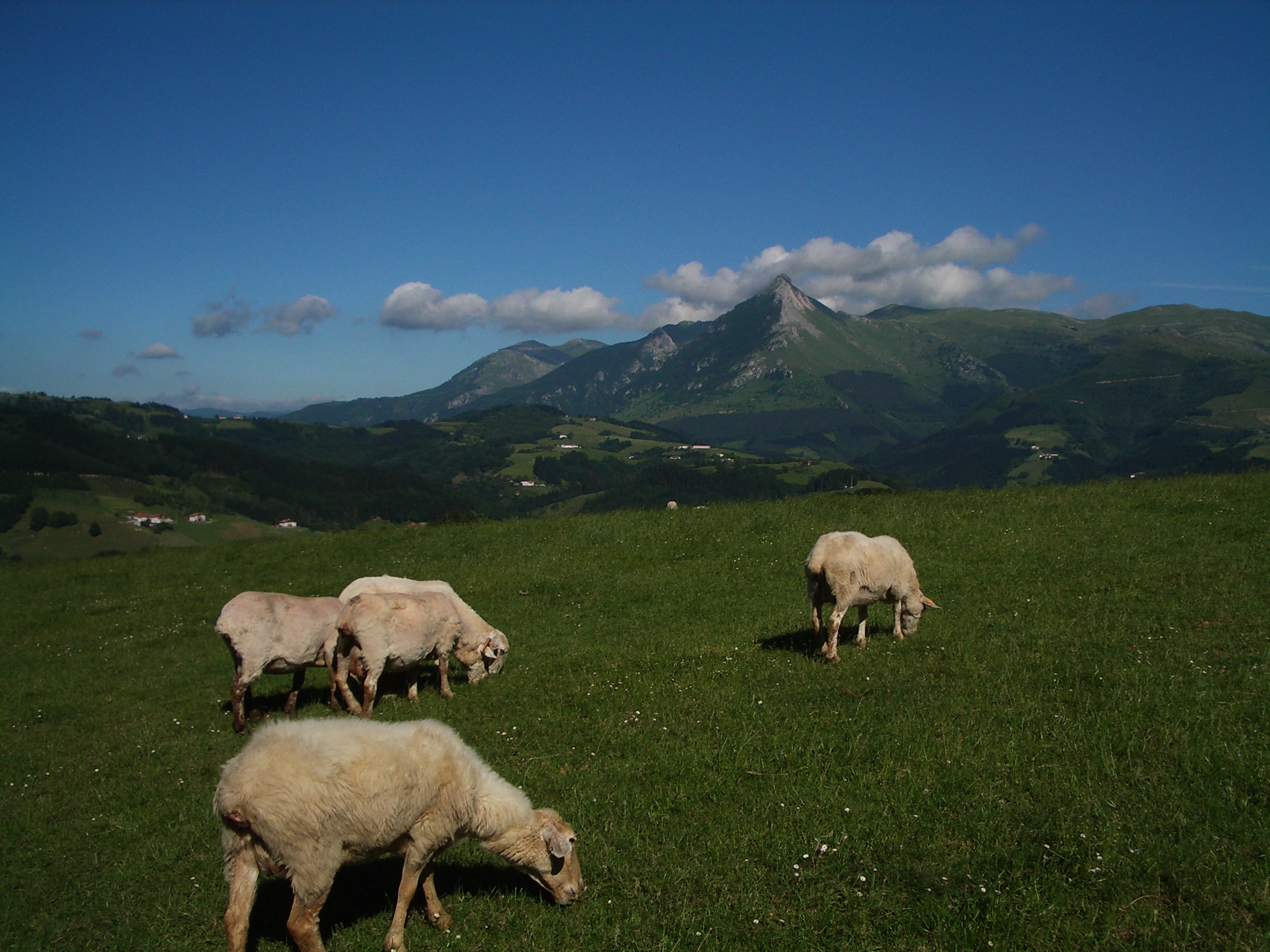ENBA pide el voto para aquellas candidaturas que se comprometan públicamente en favor de la ejecución del Plan de Gestión de ARALAR aprobado en 2016