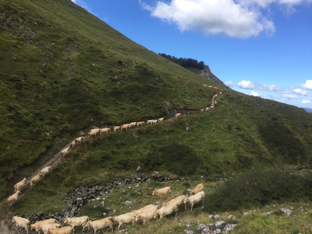 Los ganaderos de ENBA exigen a la Mancomunidad de Enirio-Aralar que preside el alcalde de Ordizia que pasen de las palabras a los hechos