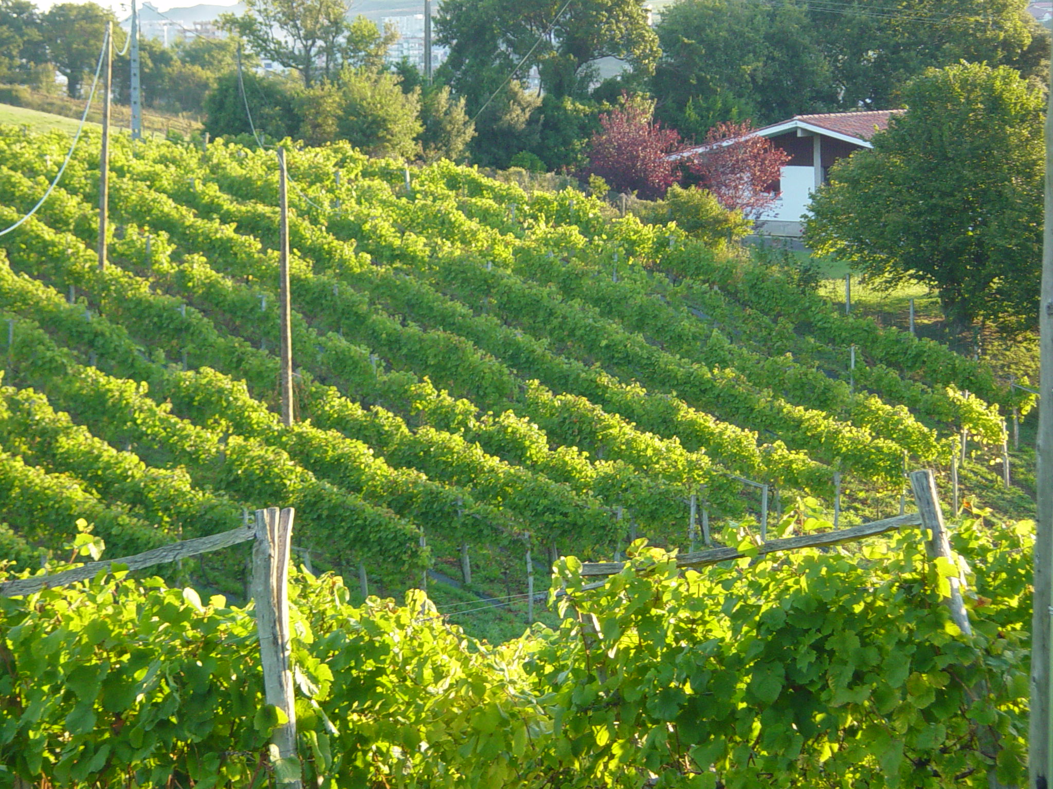 Convocatoria de ayudas a la inversión en el sector vitivinícola