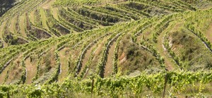 Ministerio aprueba el Programa de Apoyo al sector vitivinícola para el periodo 2109-2023