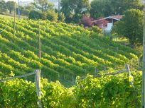 Abierto plazo para ayudas del Gobierno Vasco al sector vitivinícola de Euskadi