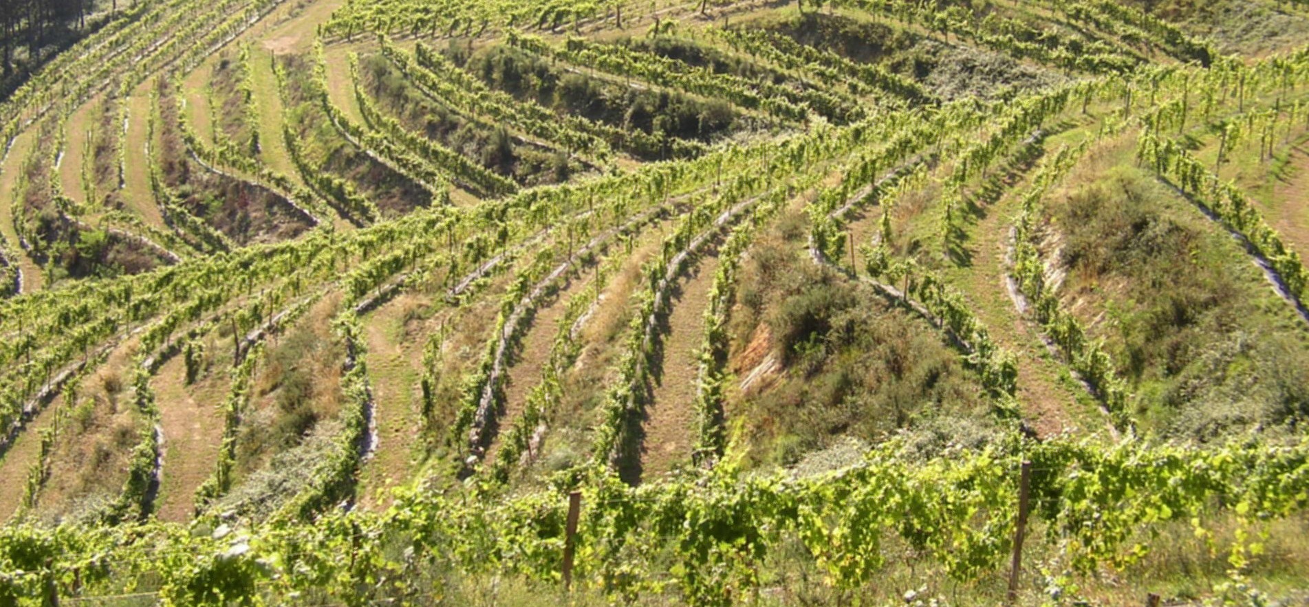 Ministerio aprueba el Programa de Apoyo al sector vitivinícola para el periodo 2109-2023